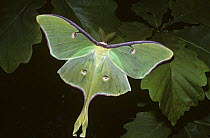 Luna / American moon moth (Actias luna) male in deciduous forest, Smokey Mts, Tennessee, USA