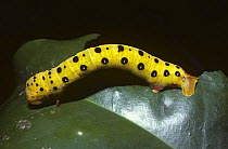 Caterpillar larva of Moth (Dysphania fenestrata) warning colouration, in rainforest, Queensland, Australia