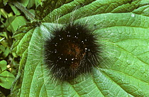 Caterpillar larva of Garden tiger moth (Arctia caja) covered with irritant hairs and curled up defensively to protect its underside, UK