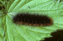 Caterpillar larva of Garden tiger moth (Arctia caja: Arctiidae) covered with irritant hairs, UK.