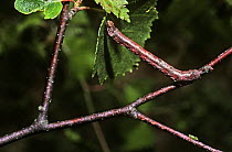 Caterpillar larva of Peppered moth (Biston betularia) sitting in its normal camouflaged pose on a birch tree, UK