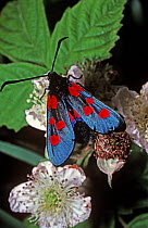 Narrow-bordered five-spot burnet moth (Zygaena lonicerae) on a bramble flower, UK