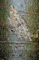 Willow beauty moth (Peribatodes rhomboidaria) camouflaged while resting on bark during daylight, UK