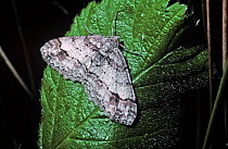 Square-spot moth (Paradarisa consonaria) resting during daytime on a leaf in woodland, UK