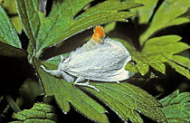 Yellow-tail moth (Euproctis similis: Lymantriidae) with tail raised to show warning coloration, UK