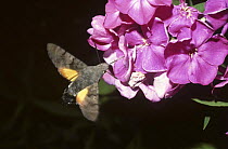 Humming-bird hawk moth (Macroglossum stellatarum) feeding on Phlox flower, UK