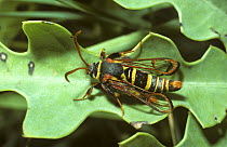 Clearwing moth (Monopetalotaxis candescens) resembling a paper wasp, in savannah, South Africa