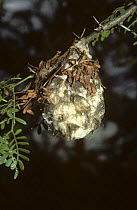 Moth cocoon in which stinging hairs from the caterpillar have been incorporated into the silken surface as a defence, with a few dead leaves as camouflage as well, in savannah, South Africa