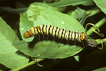 Caterpillar larva of Noctuid moth (Noctuidae) with an orange 'false head' at its rear end, in savannah, South Africa