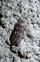 Brown house moth (Hofmannophila pseudospretella) UK
