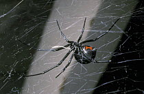 Western black widow spider (Latrodectus hesperus) in her web under a table, Arizona, USA