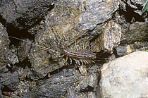 House centipede (Scutigera coleoptrata) Spain