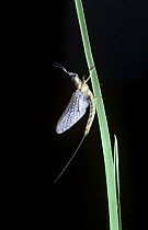 Mayfly (Hexagenia limbata), South Carolina, USA