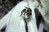 Woolcarder bee (Anthidium manicatum) female with a ball of hairs cut from a leaf to build her nest, UK