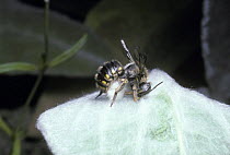 Woolcarder bee (Anthidium manicatum) female making a ball of hairs cut from a leaf to build her nest, UK