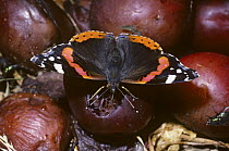 Red admiral butterfly (Vanessa atalanta) feeding from a fallen plum, UK