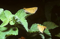 Fiery skipper butterfly (Hylephila phyleus) male (lower) courting female on leaf above him, Georgia, USA