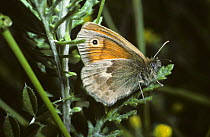 Small heath butterfly (Coenonympha pamphilus) UK