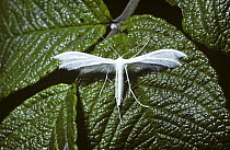 White plume moth (Pterophorus pentadactyla / pentadactylus) UK
