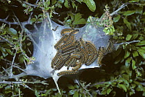 Caterpillar larvae of Lackey moth (Malacosoma neustria) in their protective web on hawthorn tree, which they are gradually defoliating, UK