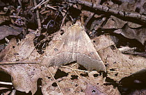 Scalloped hazel moth (Odontopera bidentata) camouflaged amongst leaf litter in natural resting pose, UK