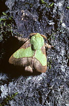 Smaller parasa moth (Parasa chloris) South Carolina, USA
