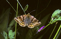 Burnet companion moth (Euclidia glyphica) a day-flying species, UK