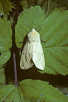 Buff ermine moth (Spilarctia luteum) UK