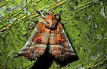 Herald moth (Scoliopteryx libatrix) UK