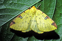 Brimstone moth (Opisthograptis luteolata) UK