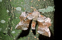 Poplar hawk moth (Laothoe populi) UK