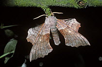Poplar hawk moth (Laothoe populi) resembling a dead leaf, UK
