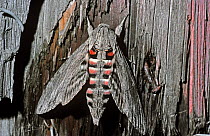 Convolvulus hawkmoth (Agrius / Herse convolvuli) with wings open to show warning colours when disturbed, Switzerland.
