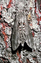 Convolvulus hawkmoth (Agrius / Herse convolvuli) with wings closed at rest, Switzerland.