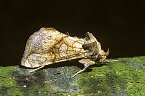 Golden plusia moth (Polychrysia moneta) UK