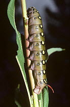 Caterpillar larva of Bedstraw hawk moth (Hyles / Celerio galii) Switzerland
