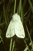 White ermine moth (Spilosoma lubricipeda) UK