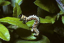 Caterpillar larva of Magpie moth (Abraxas grossulariata) warning colouration, UK