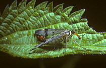 Common scorpion-fly male (Panorpa communis) UK