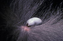 Sheep tick (Ixodes ricinus) fully engorged female on a cat, UK