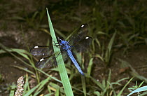 Spangled skimmer dragonfly (Libellula cyanea: Libellulidae) South Carolina, USA