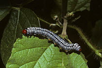 Hieroglyphic moth (Diphthera festiva) caterpillar, warning colouration, eating a leaf in tropical dry forest, Costa Rica.