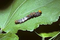 Noctuid moth caterpillar (Noctuidae) mimicing a bird-dropping in tropical dry forest, Costa Rica