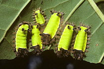 Caterpillar larvae of Slug moth (Acharia / Sibine sp) in rainforest, Venezuela