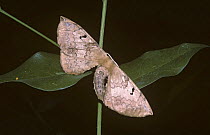 Moth (Rolepa spec nova) destroying its symmetrical appearance by bending its body to one side and resembling a dead leaf, in rainforest, Brazil