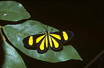 Warningly coloured day-flying moth (Atyria sp) in rainforest, Brazil