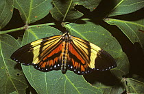 Day-flying moth (Dysschema irene), a member of the tiger-striped mimicry ring, which mimics distasteful Ithomiinae and Heliconiinae butterflies in rainforest, Brazil