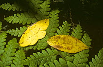 Moth (Neorumia gigantea) resembling a fallen leaf on a fern in a forest of southern beech, Chile