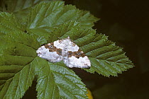 Silver-ground carpet moth (Xanthorhoe montanata: Geometridae) resembling a bird-dropping, UK