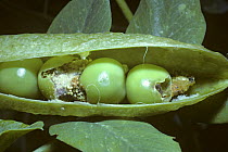 Pea moth (Cydia nigricana) damage to peas caused by the caterpillars, UK
